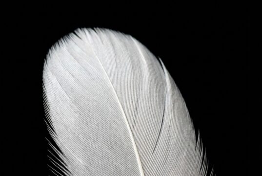 Mis deze 8 signalen niet: zo probeert een overleden dierbare contact te maken