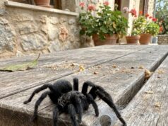 Reusachtige zwarte spin in Nederland gespot: moet je je zorgen maken?